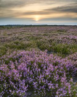 Lyng i solnedgang