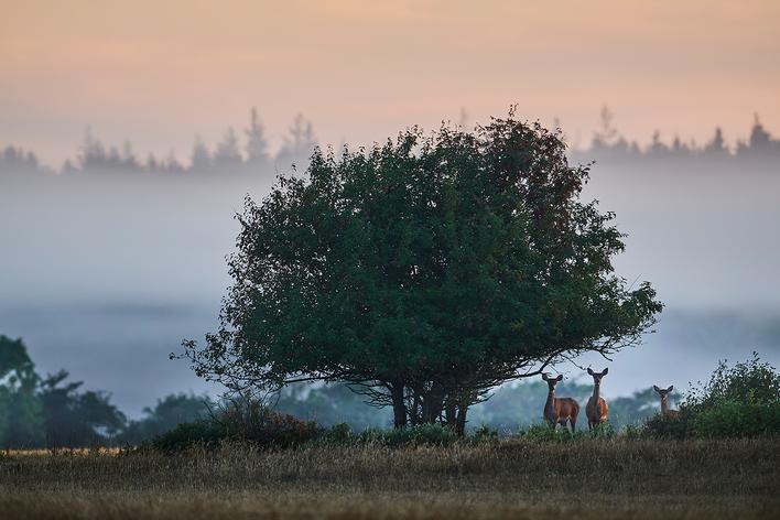 Morgenstemning blandt krondyr