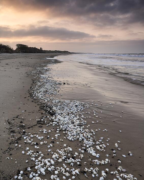 Muslingeskaller, stranden ved Uggerby Å