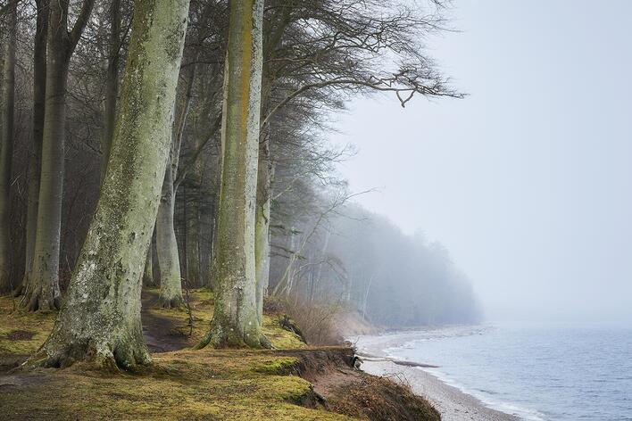 Skov og strand