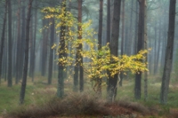 Eftårsfarver